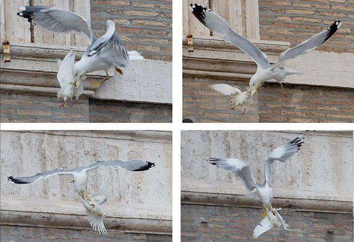 Папа Римський випустив голубів миру після звернення до жителів України (4 фото)