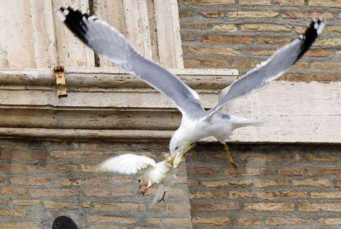 Папа Римський випустив голубів миру після звернення до жителів України (4 фото)