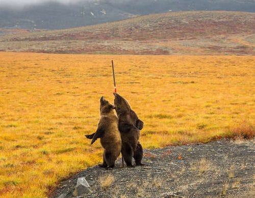 Они сошли с ума! Фотограф никак не мог понять, что делают два медведя гризли медведи