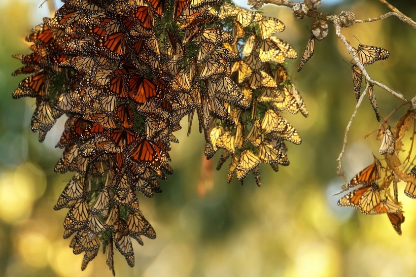 Миллиард бабочек в одном месте на Земле: заповедник бабочки монарх в Мексике авиатур