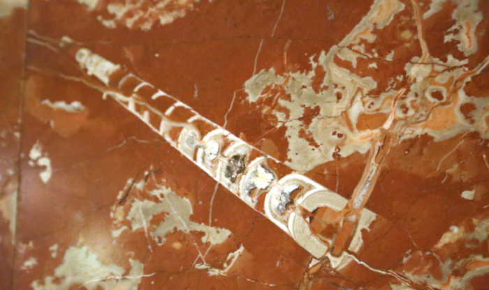 Древние окаменелости в московском метро: Узоры времён динозавров, которые может увидеть каждый 