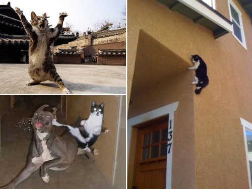 19 фотографий с кошками, в совершенстве владеющими боевым искусством ниндзюцу 