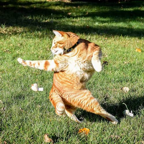 19 фотографий с кошками, в совершенстве владеющими боевым искусством ниндзюцу 