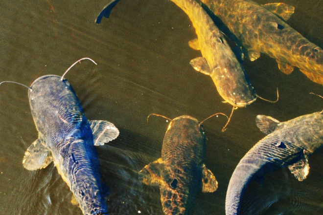 Сомы-монстры: огромные рыбы из чернобыльского пруда Видео