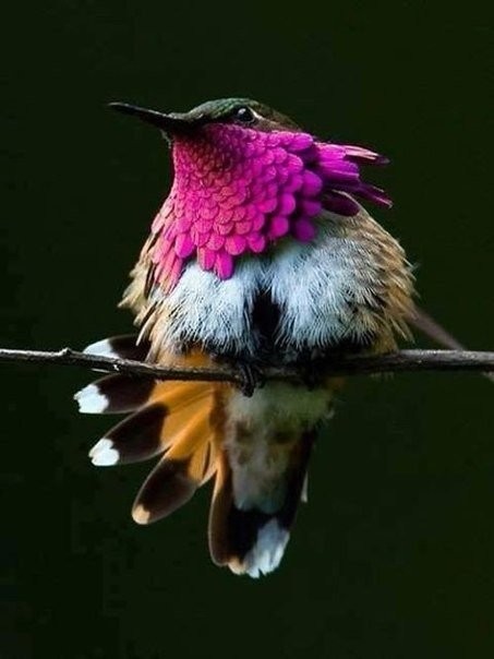 Необычные птицы животные