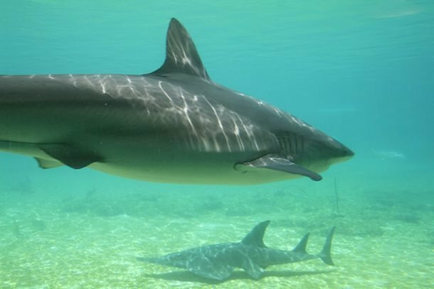 Сумасшедшие факты об акулах, которые вам могут быть интересны акулы