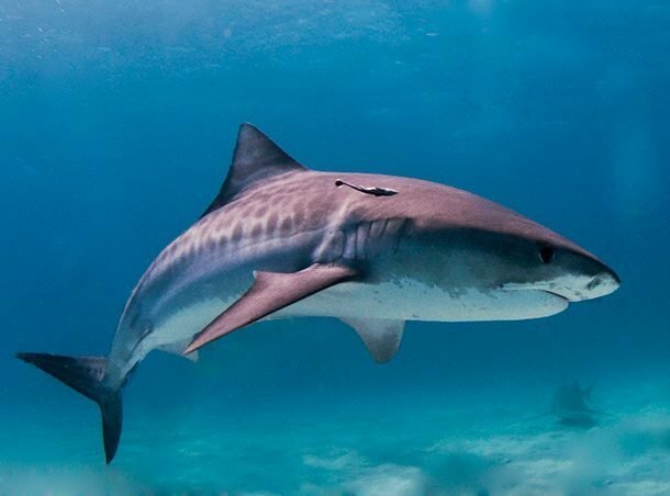 Сумасшедшие факты об акулах, которые вам могут быть интересны акулы