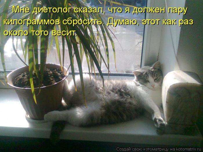 Котоматриці (50 фото)