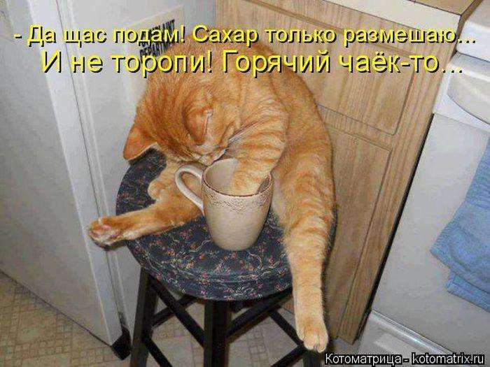 Котоматриці (50 фото)