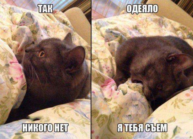 Кото-пост (34 фото)
