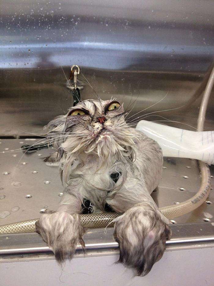 Мокрі коти (15 фото)