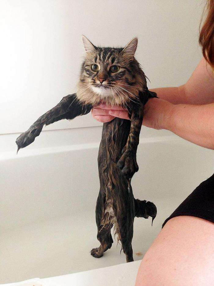 Мокрі коти (15 фото)