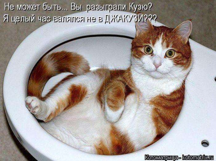Кращі котоматриці тижні (50 фото)