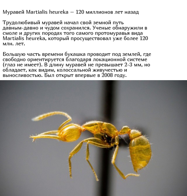 Древние существа, которые живут на нашей планете многие миллионы лет Всячина