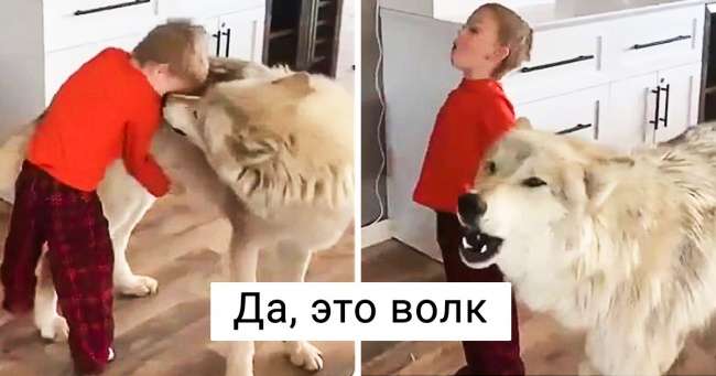 26 животных, чьи фото нужно смотреть два раза в день для настроения Интересное