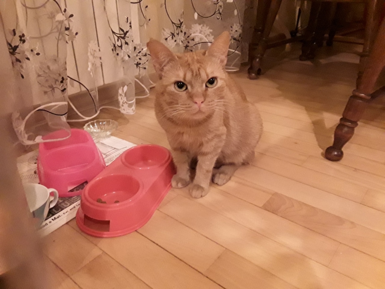 Кота выгнали на улицу и перестали кормить. Но ему встретилась семья, которая знала, что для счастья им нужно трое МУРлык! истории из жизни