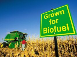 Чи є біопаливо гарною ідеєю? Тільки якщо ви фермер або транспортна компанія