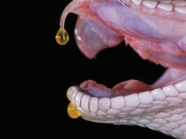 Давайте дізнаємося про отруту