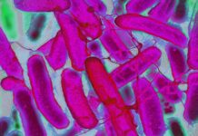 Стійкі текстильні матеріали: вчені створили бактерії для створення райдужної тканини