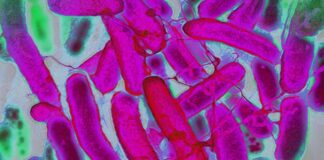 Стійкі текстильні матеріали: вчені створили бактерії для створення райдужної тканини