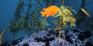 Хвилі морської спеки порушують розмноження морських їжаків набагато раніше, ніж вважалося раніше