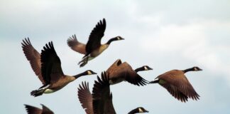 Дикі птахи є головним чинником поточного спалаху пташиного грипу в США