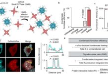 Внутрішній компас клітин: як вони вибирають напрямок без зовнішніх підказок