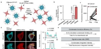 Внутрішній компас клітин: як вони вибирають напрямок без зовнішніх підказок