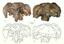 У музейній шухляді знайшли новий вид динозаврів-зауроподів
