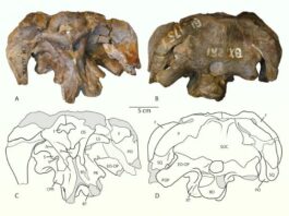 У музейній шухляді знайшли новий вид динозаврів-зауроподів