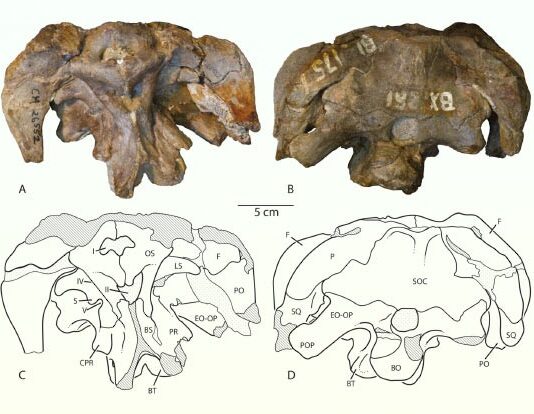 В ящике музея обнаружен новый вид динозавра-зауропода