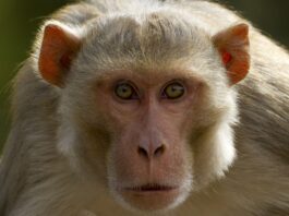 По данным университета, у лабораторных обезьян, живущих на свободе в Миссисипи, нет герпеса. Но опасны ли они?