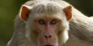 Згідно з даними університету, лабораторні мавпи в Міссісіпі не хворіють на герпес. Але чи небезпечні вони?