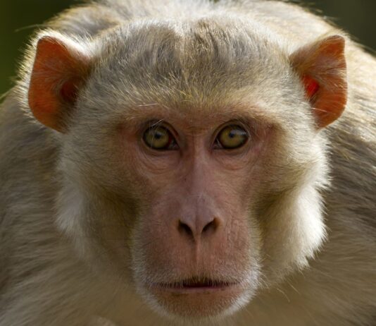 Według uniwersytetu małpy laboratoryjne żyjące na wolności w Mississippi nie chorują na opryszczkę. Ale czy są niebezpieczne?