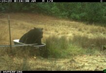 Дика природа стикається із збільшенням посухи: зміна клімату змінює баланс екосистеми