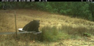 Дика природа стикається із збільшенням посухи: зміна клімату змінює баланс екосистеми