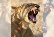 Леви зберігають таємницю, яку щойно відкрили вчені