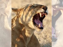 Леви зберігають таємницю, яку щойно відкрили вчені