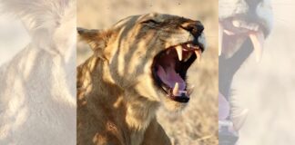 Леви зберігають таємницю, яку щойно відкрили вчені