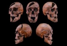 Жорстоко вбито середньовічного герцога: судово-медичний аналіз розкриває жахливі подробиці