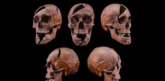 Жорстоко вбито середньовічного герцога: судово-медичний аналіз розкриває жахливі подробиці