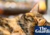 NIH продовжує фінансувати експерименти з котами, незважаючи на публічні обіцянки