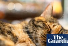 NIH продовжує фінансувати експерименти з котами, незважаючи на публічні обіцянки