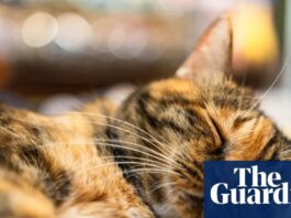 NIH продовжує фінансувати експерименти з котами, незважаючи на публічні обіцянки