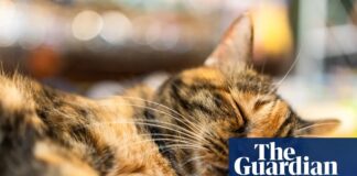 NIH продовжує фінансувати експерименти з котами, незважаючи на публічні обіцянки
