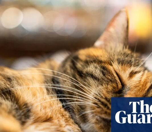 NIH продовжує фінансувати експерименти з котами, незважаючи на публічні обіцянки