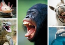 Naukowcy spieszą się, by zmierzyć radość u zwierząt