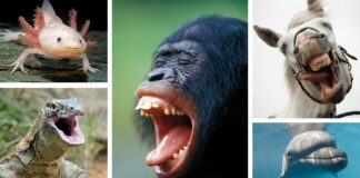 Вчені поспішають виміряти радість у тварин