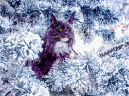 Походження порід котів: природна еволюція проти людського відбору