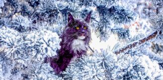 Les origines des races de chats : évolution naturelle vs sélection humaine